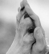 convenio-europeo-de-proteccion-de-animales-de-compania